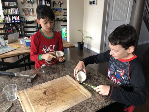 Two young boys peel the flesh from inside a coconut while sitting at a kitchen table.